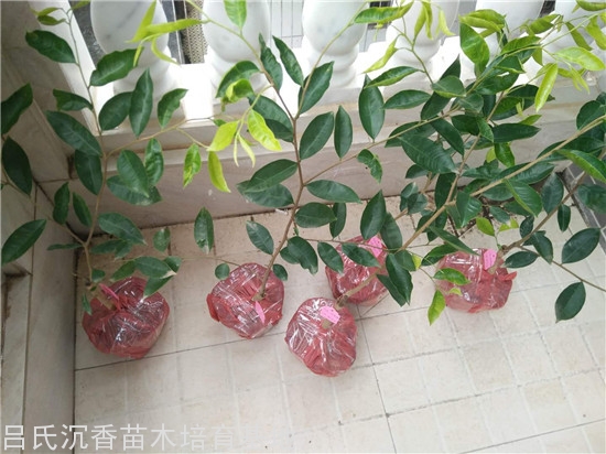 沉香的香气温和,刺激性最弱,不像有些草木花香能在瞬间给嗅觉带来强烈的冲击。特别是一些睡眠质量不佳的人,喜欢睡前燃一些沉香来帮助入眠,缓解失眠、多梦等症状。中国系和惠安系沉香在这方面的效果最佳,这是因为只有两种沉香树种含有带麻醉成分的芳香物质,一种便是国产白木香树,一种是产于越南柬埔寨等地的蜜香树。 沉香的香气温和,刺激性最弱,不像有些草木花香能在瞬间给嗅觉带来强烈的冲击。特别是一些睡眠质量不佳的人,喜欢睡前燃一些沉香来帮助入眠,缓解失眠、多梦等症状。中国系和惠安系沉香在这方面的效果最佳,这是因为只有两种沉香树种含有带麻醉成分的芳香物质,一种便是国产白木香树,一种是产于越南柬埔寨等地的蜜香树。