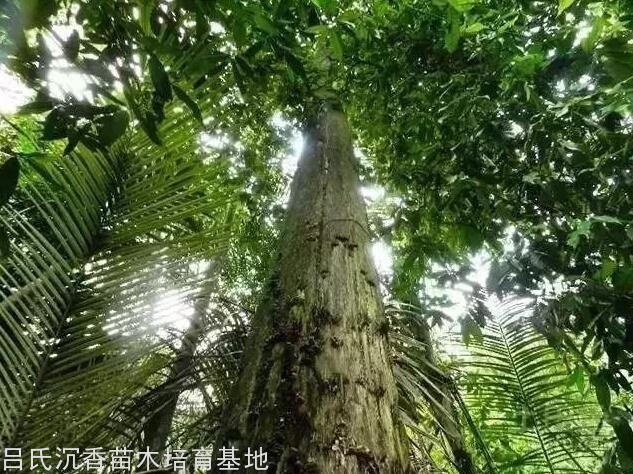 沉香树 沉香树
