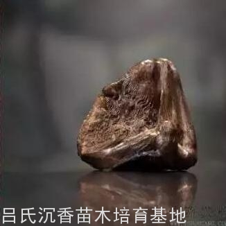 沉香油格 沉香油格