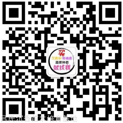 沉香树批发电话 沉香树批发电话
