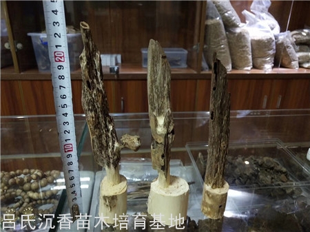 奇楠沉香的价值高不高? 奇楠沉香的价值高不高?