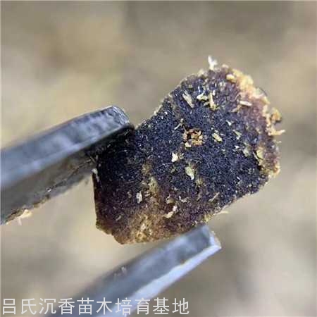 怎么样的沉香品质最好?古代跟现代沉香的区别 怎么样的沉香品质最好?古代跟现代沉香的区别