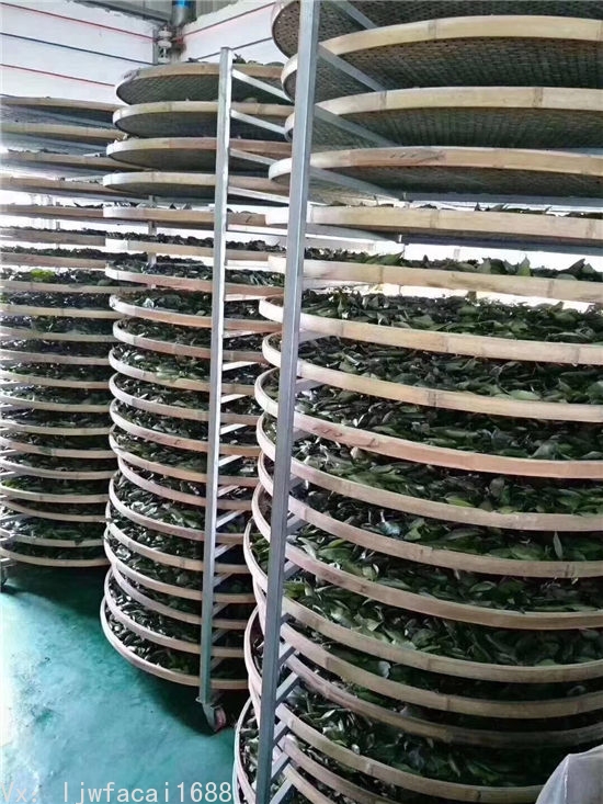 沉香茶叶自产自销 一手货源价格