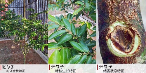 奇楠沉香树苗