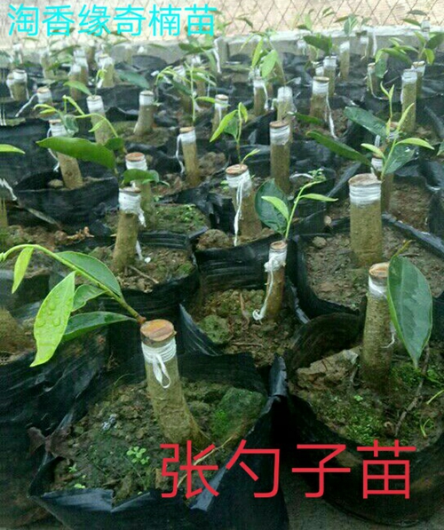 奇楠沉香树苗