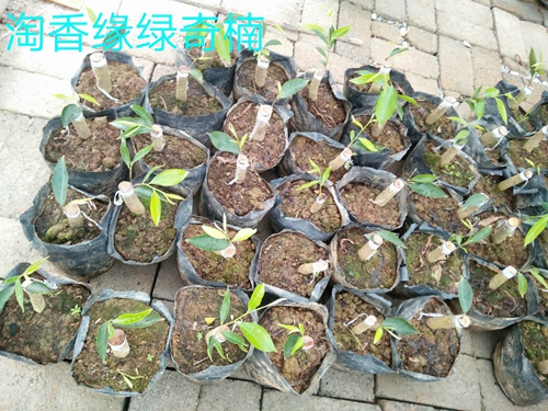 奇楠沉香树苗