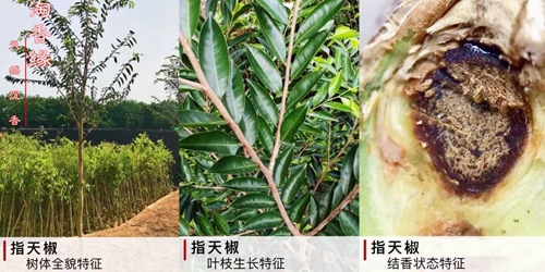 奇楠沉香树苗