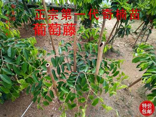 奇楠沉香树苗