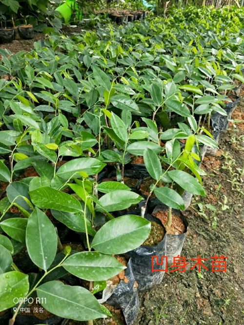奇楠沉香树苗