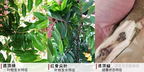 奇楠沉香树苗