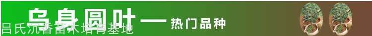 乌身圆叶奇楠