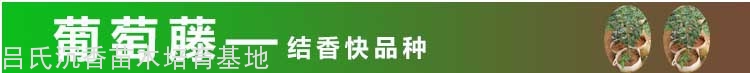 葡萄藤奇楠
