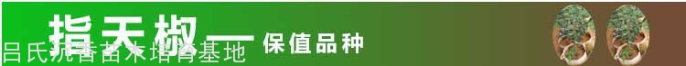 指天椒奇楠