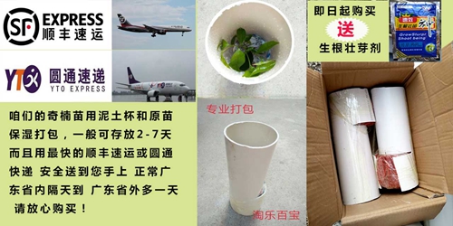 奇楠打包快递