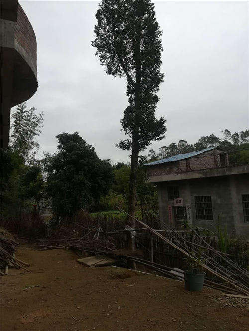 移植沉香树 移植沉香树