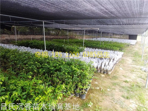 奇楠沉香树苗种植基地图片
