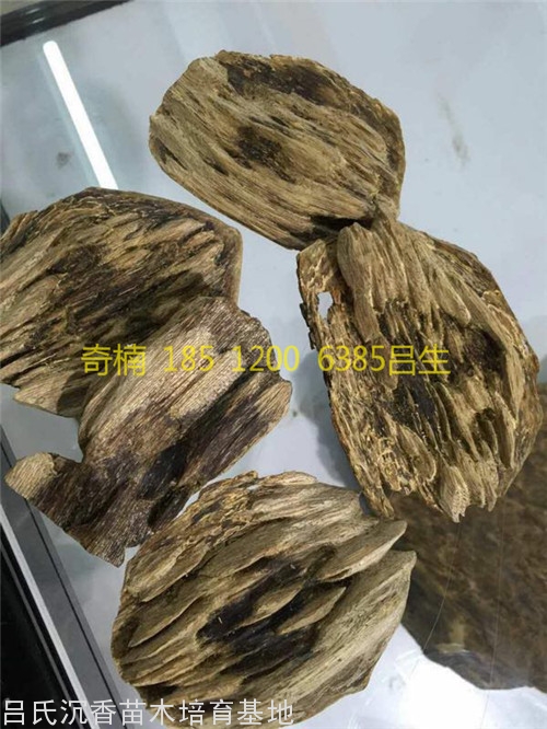 奇楠沉香木图片