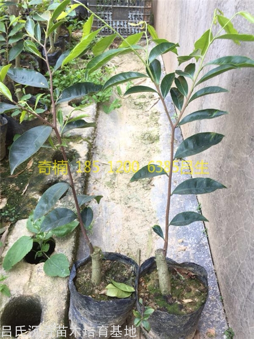 奇楠张勺子沉香树苗