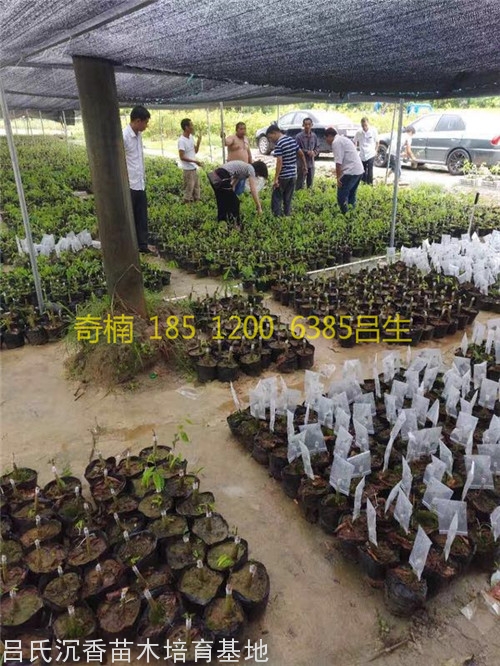 奇楠沉香培育基地