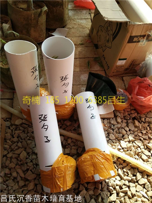 张勺子奇楠树苗包装图片