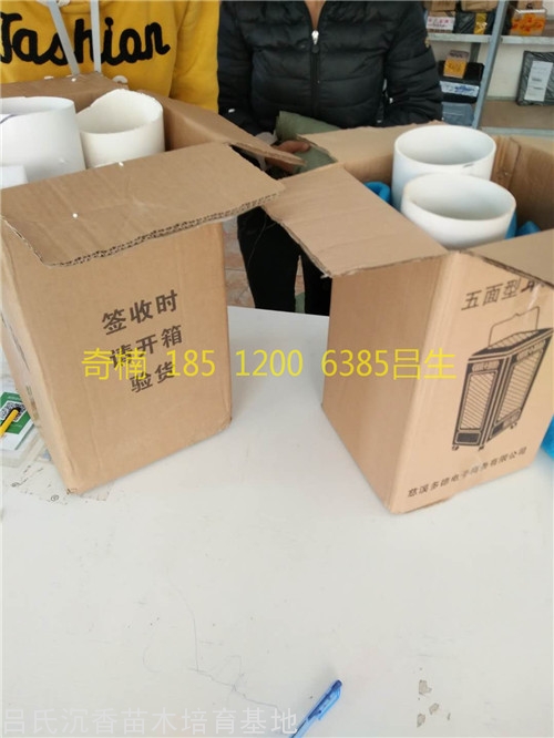 奇楠沉香苗打包发货图片