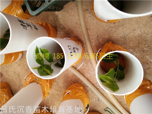 凹身木奇楠树苗