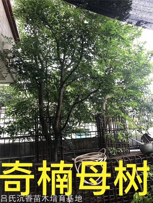 张勺子奇楠母树 张勺子奇楠母树