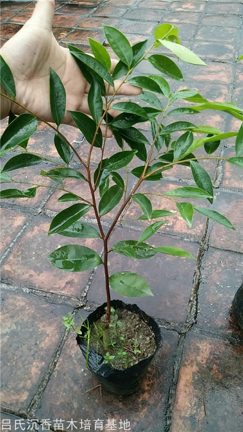 指天椒奇楠树图片