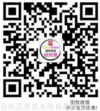 奇楠树代理微信