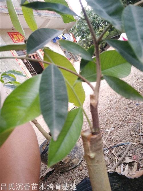 吊油王奇楠树图片 吊油王奇楠树图片