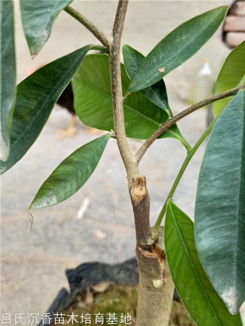 吊油王价格 吊油王价格