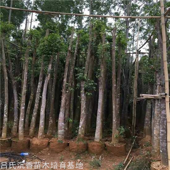 6公分沉香树袋苗