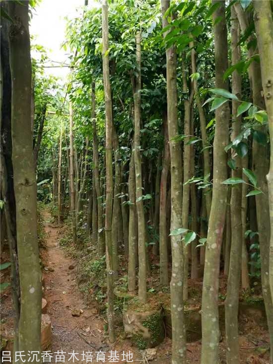 沉香树苗