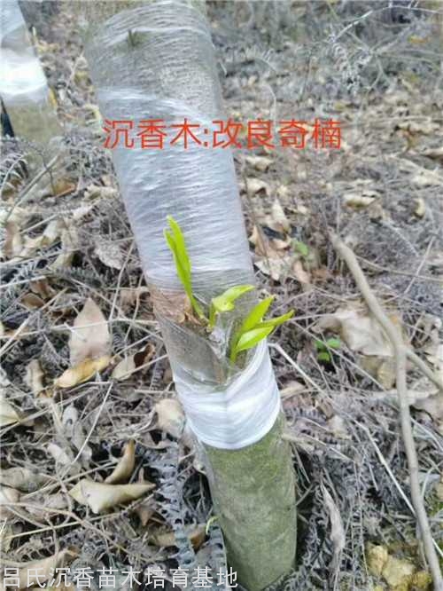 白沉香改良奇楠品种