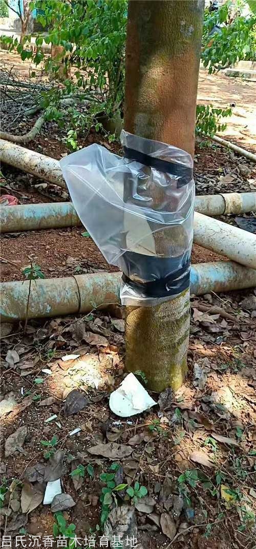 普通沉香树经过我们的改良嫁接成为优质奇楠品种