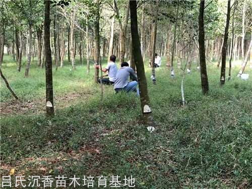 人工改良白木沉香树