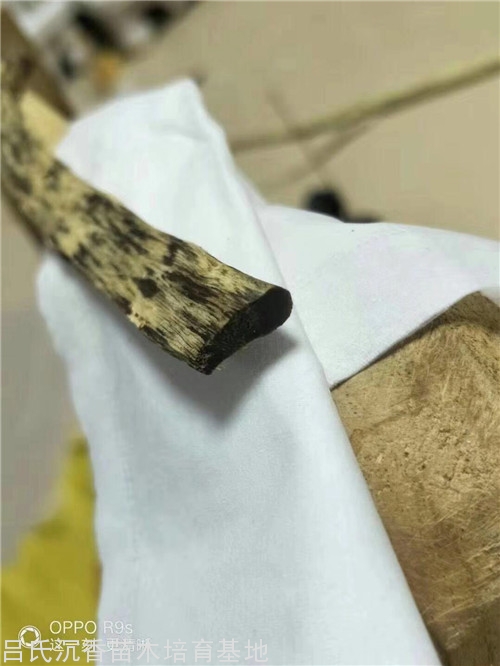 奇楠沉香图片_奇楠沉香木价格