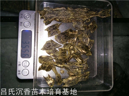 35克绿奇楠沉香块