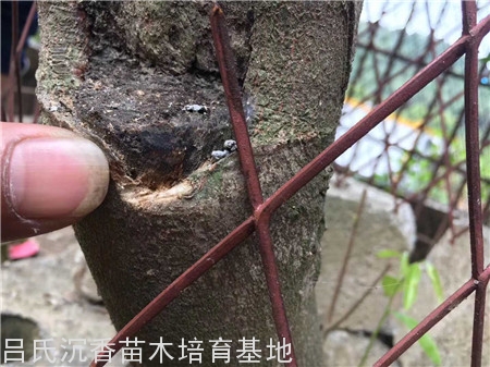奇楠树结香中