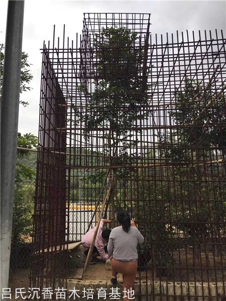 绿奇楠母树