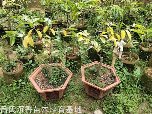 奇楠盆景 奇楠盆景