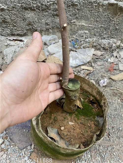 正宗奇楠沉香苗