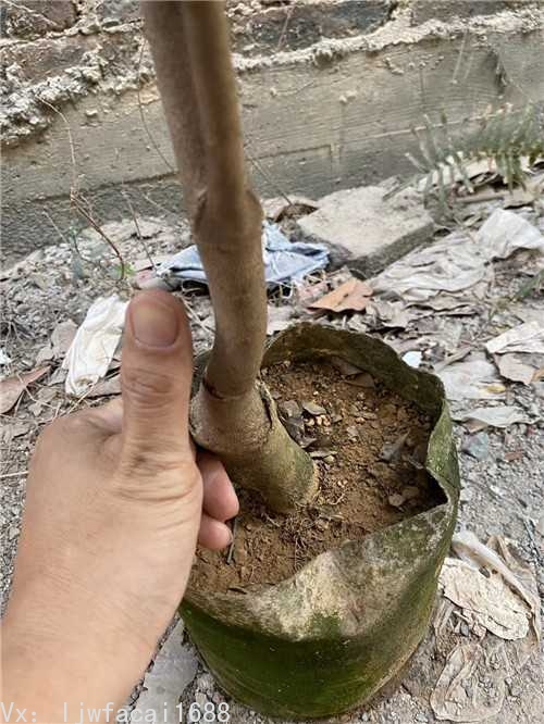 拇指粗的奇楠沉香中木