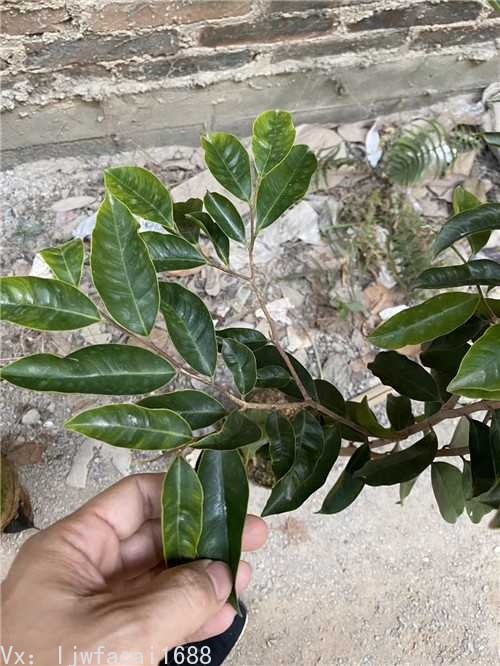 指天椒中木树苗