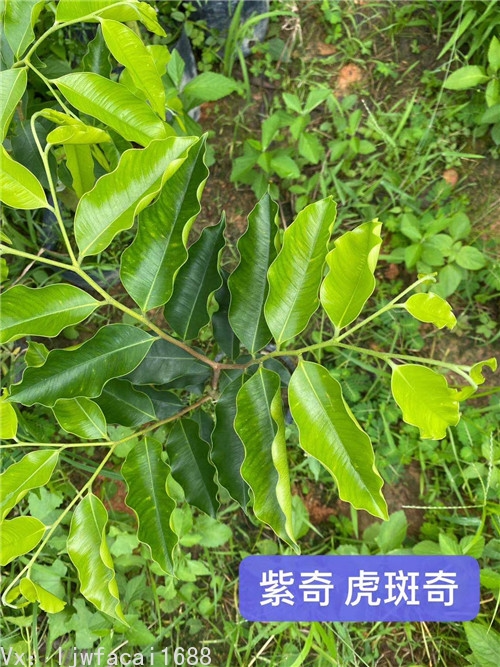 紫奇楠沉香树_2020火爆沉香品种