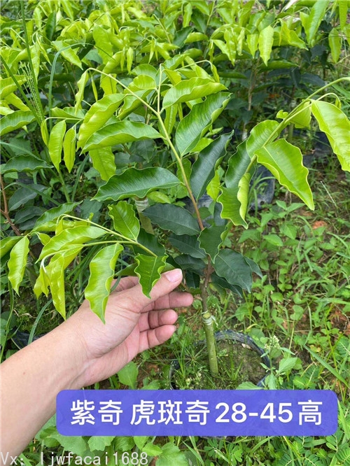 虎斑奇楠沉香