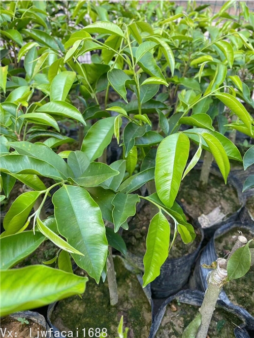紫奇楠沉香一手货源批发