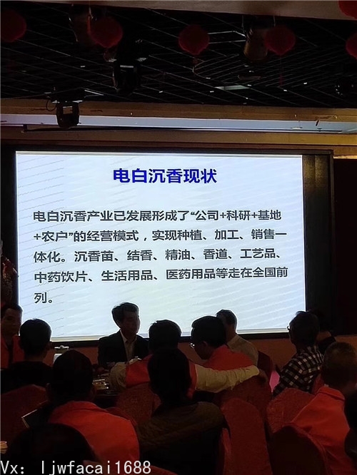 电白沉香现状