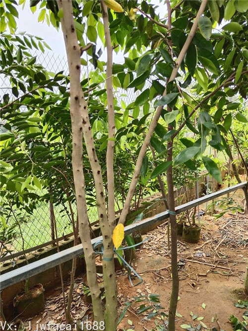 白奇楠沉香树图片