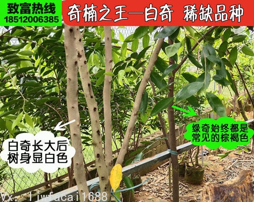 奇楠沉香之王白奇楠沉香嫁接苗